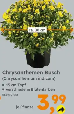 Globus Baumarkt Chrysanthemen Busch (Chrysanthemum indicum) Angebot
