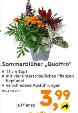 Globus Baumarkt Sommerblüher,,Quattro" Angebot