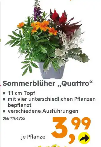 Globus Baumarkt Sommerblüher,,Quattro" Angebot
