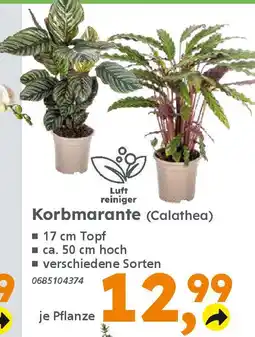 Globus Baumarkt Korbmarante (Calathea) Angebot