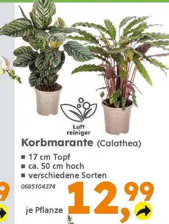 Globus Baumarkt Korbmarante (Calathea) Angebot