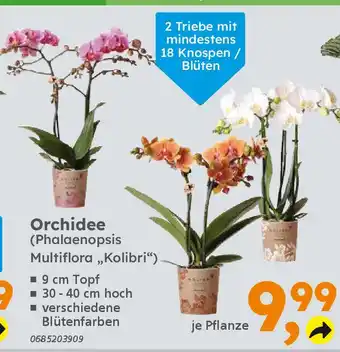Globus Baumarkt Orchidee (Phalaenopsis Multiflora,,Kolibri"). Angebot