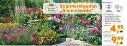 Globus Baumarkt Sommerstauden "Bienenweide" Angebot