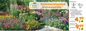 Globus Baumarkt Sommerstauden "Bienenweide" Angebot