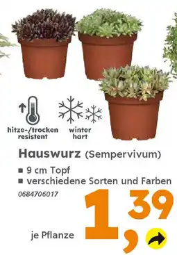 Globus Baumarkt Hauswurz (Sempervivum) Angebot
