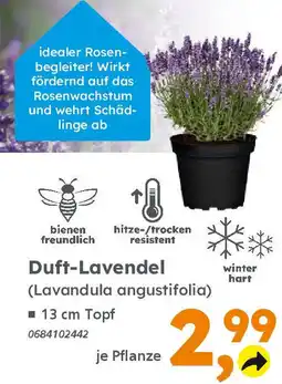 Globus Baumarkt Duft-Lavendel (Lavandula angustifolia) Angebot