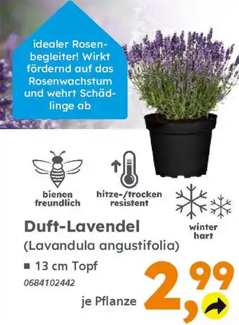 Globus Baumarkt Duft-Lavendel (Lavandula angustifolia) Angebot