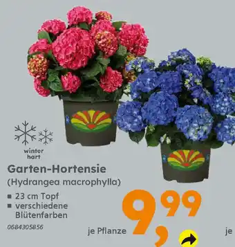 Globus Baumarkt Garten-Hortensie (Hydrangea macrophylla) Angebot