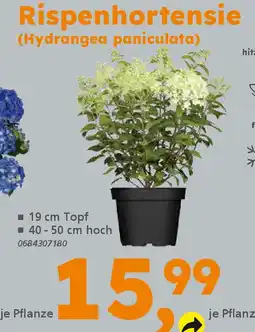 Globus Baumarkt Rispenhortensie (Hydrangea paniculata) Angebot