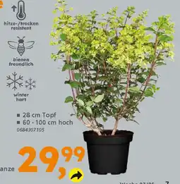 Globus Baumarkt Rispenhortensie (Hydrangea paniculata) Angebot