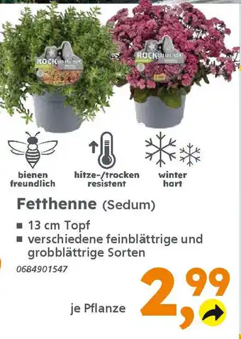 Globus Baumarkt Fetthenne (Sedum) Angebot
