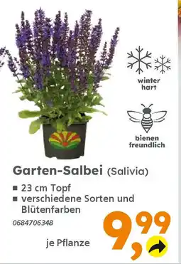 Globus Baumarkt Garten-Salbei (Salivia) Angebot