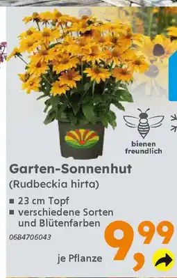Globus Baumarkt Garten-Sonnenhut (Rudbeckia hirta) Angebot