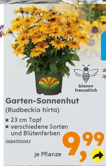 Globus Baumarkt Garten-Sonnenhut (Rudbeckia hirta) Angebot