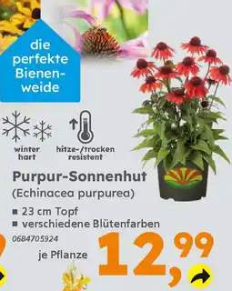 Globus Baumarkt Purpur-Sonnenhut (Echinacea purpurea) Angebot