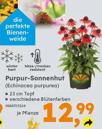 Globus Baumarkt Purpur-Sonnenhut (Echinacea purpurea) Angebot