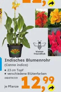 Globus Baumarkt Indisches Blumenrohr (Canna indica) Angebot
