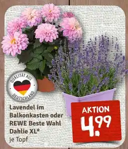 nahkauf Rewe beste wahl lavendel im balkonkasten Angebot