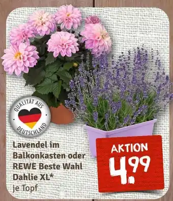 nahkauf Rewe beste wahl lavendel im balkonkasten Angebot