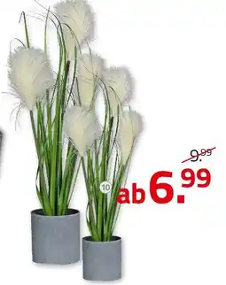 ROLLER Grasarrangement Angebot