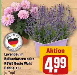 REWE Rewe beste wahl lavendel im balkonkasten Angebot