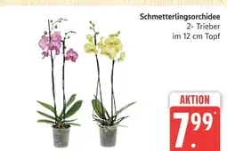 Marktkauf Schmetterlingsorchidee Angebot