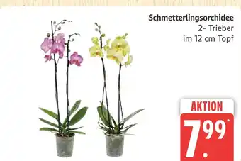 Marktkauf Schmetterlingsorchidee Angebot