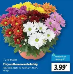 Lidl Chrysanthemen mehrfarbig Angebot