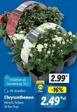 Lidl Chrysanthemen Angebot