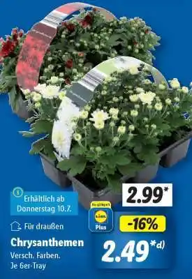 Lidl Chrysanthemen Angebot