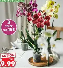 Kaufland Orchidee Angebot