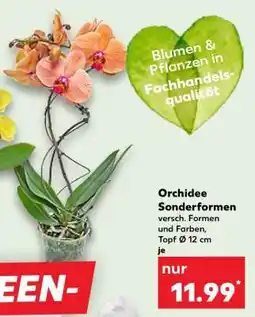 Kaufland Orchidee Sonderformen Angebot