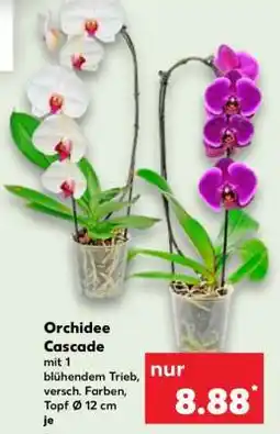 Kaufland Orchidee Cascade Angebot