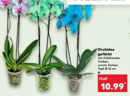 Kaufland Orchidee gefärbt Angebot