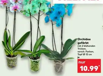Kaufland Orchidee gefärbt Angebot