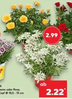 Kaufland Edelweiss oder Rose Angebot