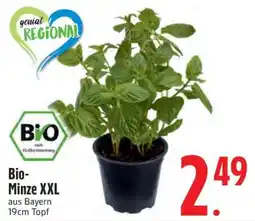 Edeka Bio-Minz XXL Angebot