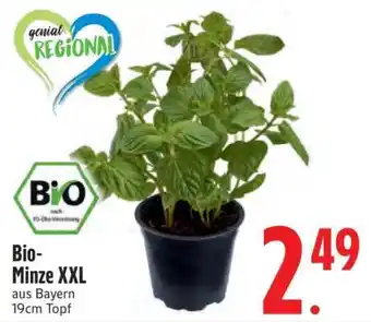 Edeka Bio-Minz XXL Angebot
