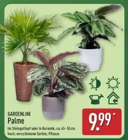 Aldi Nord GARDENLINE Palme Angebot