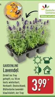 Aldi Nord GARDENLINE Lavendel Angebot
