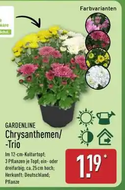 Aldi Nord GARDENLINE Chrysanthemen/-Trio Angebot