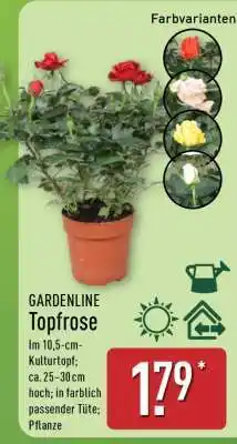 Aldi Nord GARDENLINE Topfrose Angebot