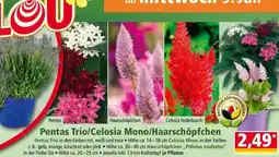 Norma Pentas Trio/Celosia Mono/Haarschöpfchen Angebot
