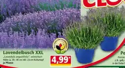 Norma Lavendelbusch XXL Angebot