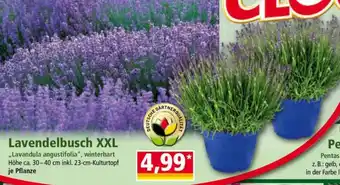 Norma Lavendelbusch XXL Angebot