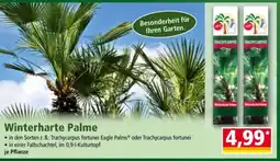 Norma Winterharte Palme Angebot