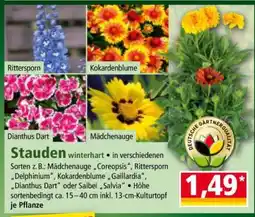 Norma Stauden Angebot