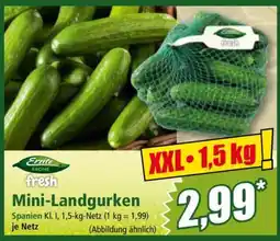 Norma Mini-Landgurken Angebot