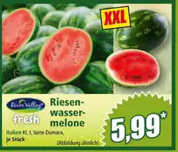 Norma Riesen- Wassermelone Angebot