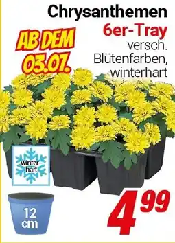 CENTERSHOP Chrysanthemen 6er-Tray Angebot